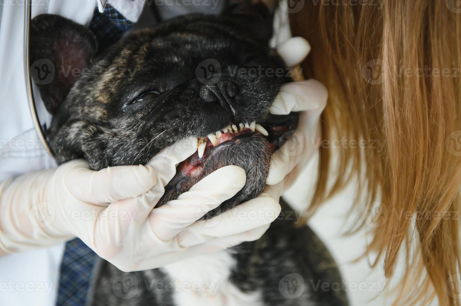 een dierenarts Bij de kliniek onderzoekt een honden tanden. Frans bulldog Bij de dierenarts. foto