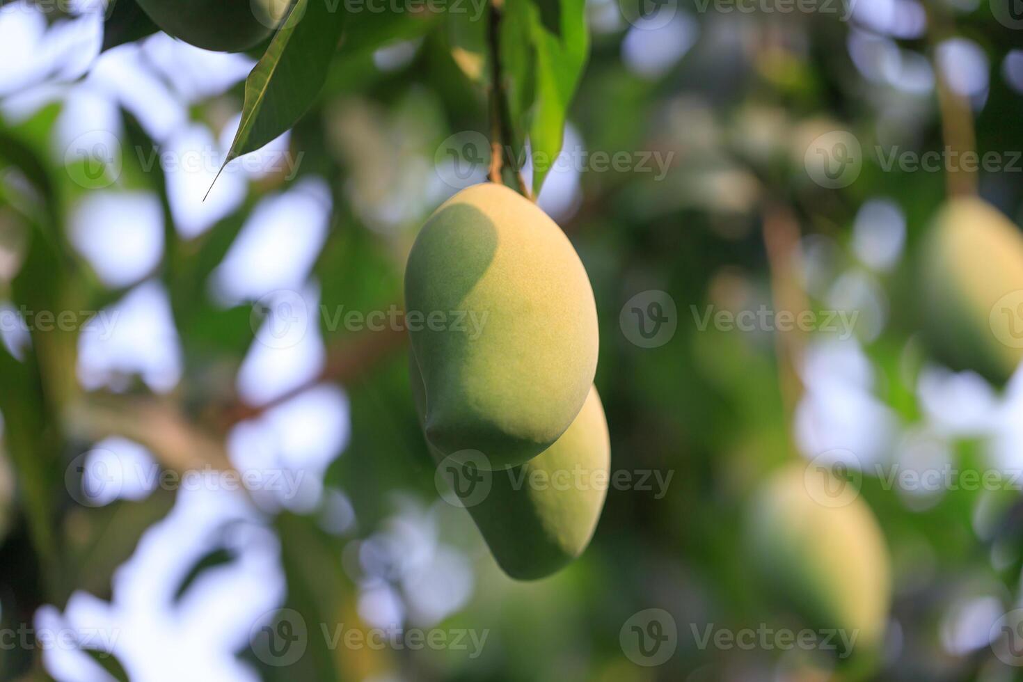 vers van onrijp groen mango fruit Aan de mango boom. natuurlijk en biologisch hoog vitamine fruit van natuur. mangifera indica ik. mango fruit foto