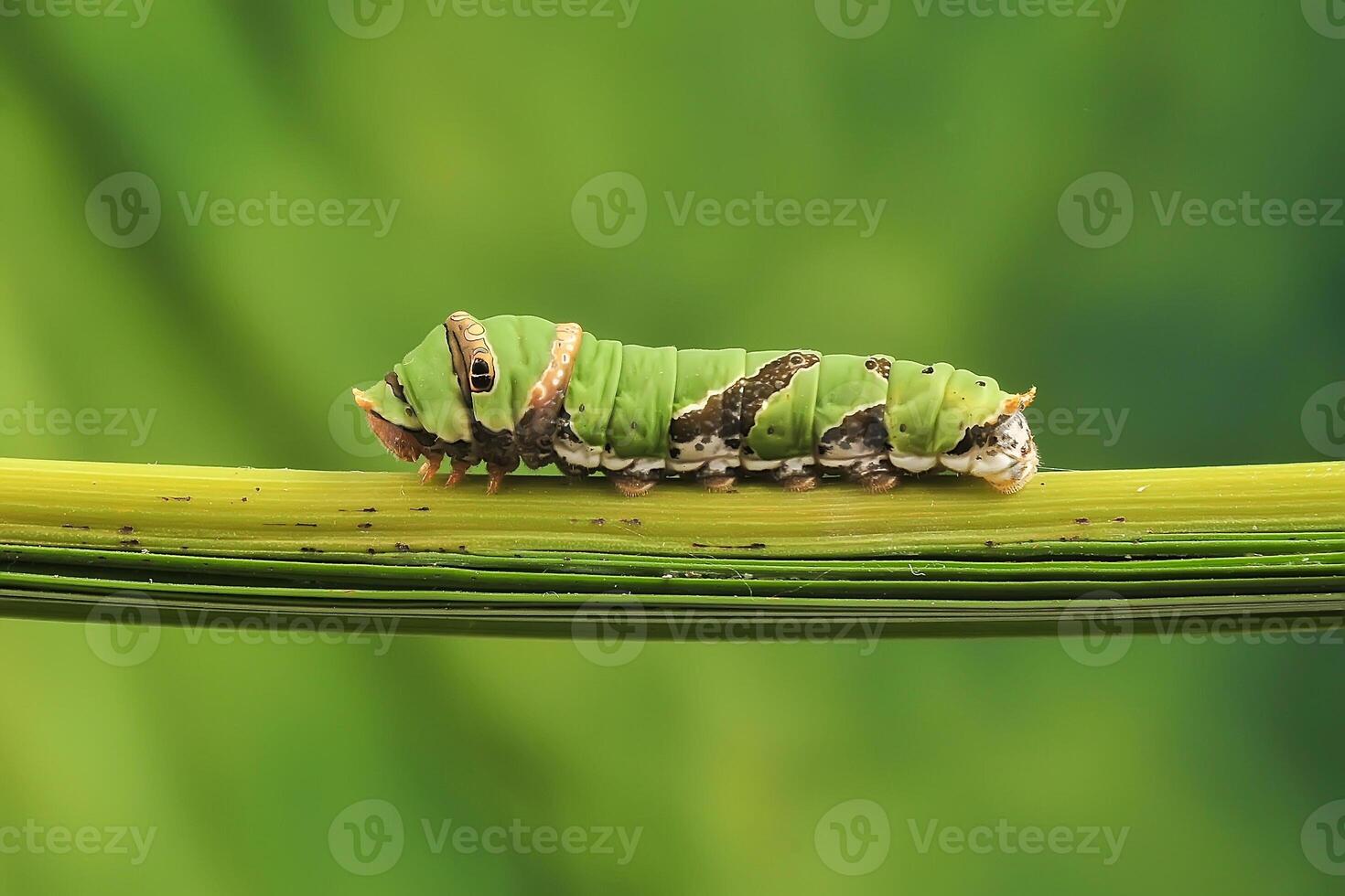 een rups- citrus zwaluwstaart foto