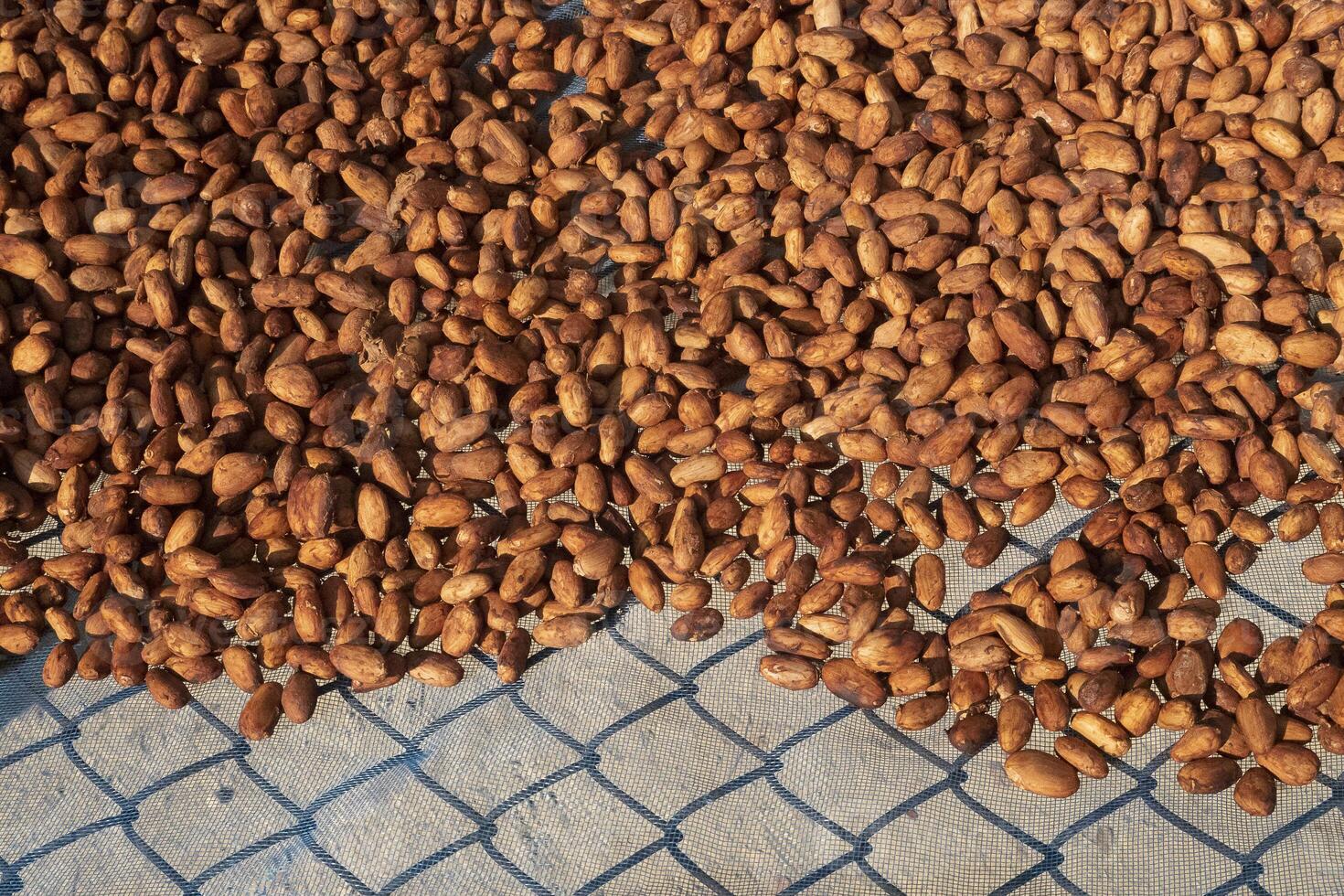 cacao bonen, of cacao bonen wezen droog Aan een drogen platform na wezen gefermenteerd foto