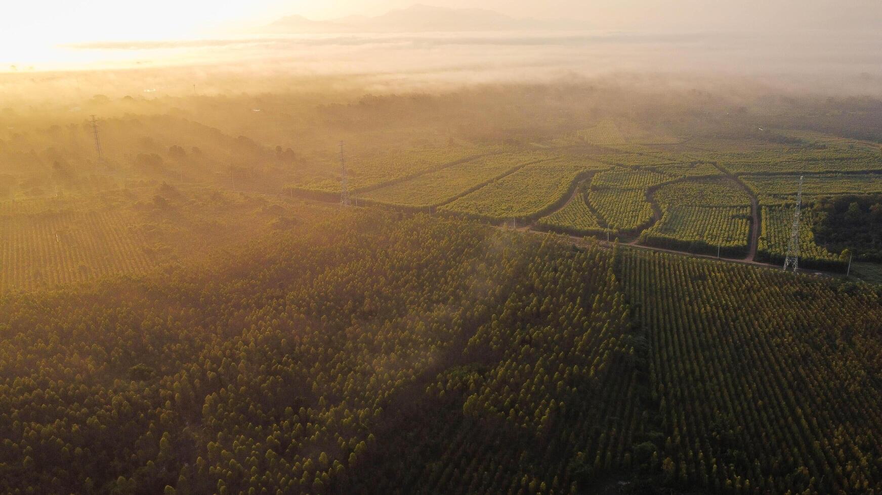 antenne visie van hoog Spanning rooster toren met draad kabel Bij boom Woud met mist in vroeg ochtend. kleurrijk landschap met bossen in mist, zonnestralen, lucht, Woud in winter ochtend. foto