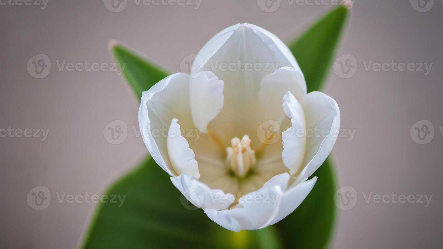 ai gegenereerd foto van wit tulp top visie van mooi wit tulp. ai gegenereerd