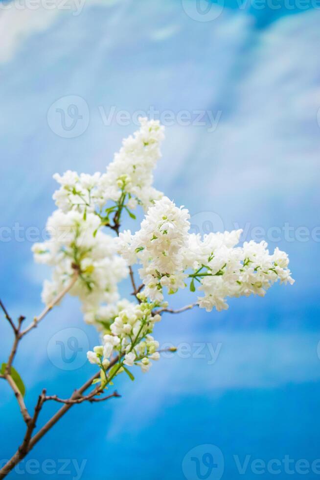 delicate bloeiende witte lila op de achtergrond van de blauwe lucht. foto