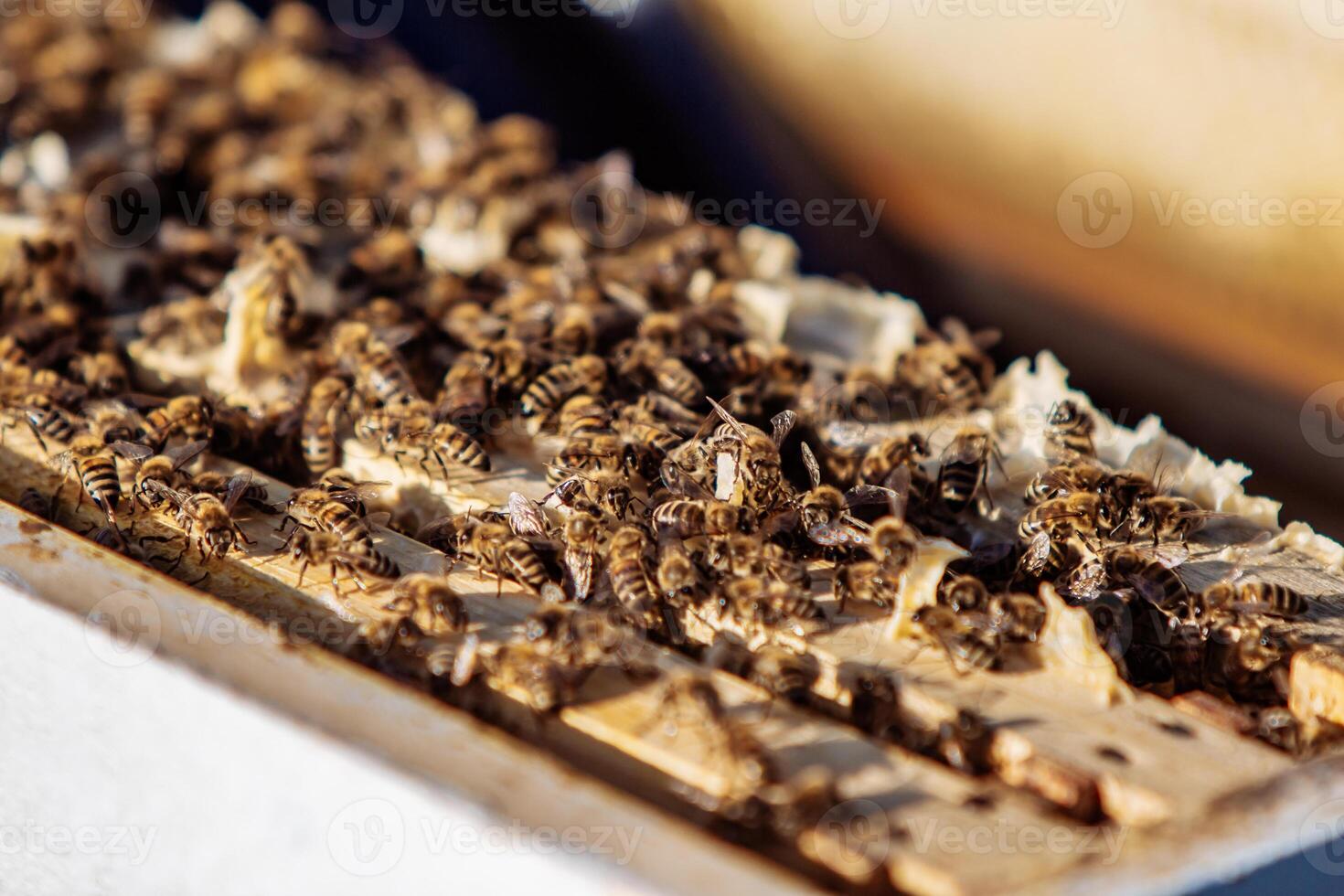 kaders van een bij bijenkorf. oogsten de honing in de bijenstal. honingraat. foto