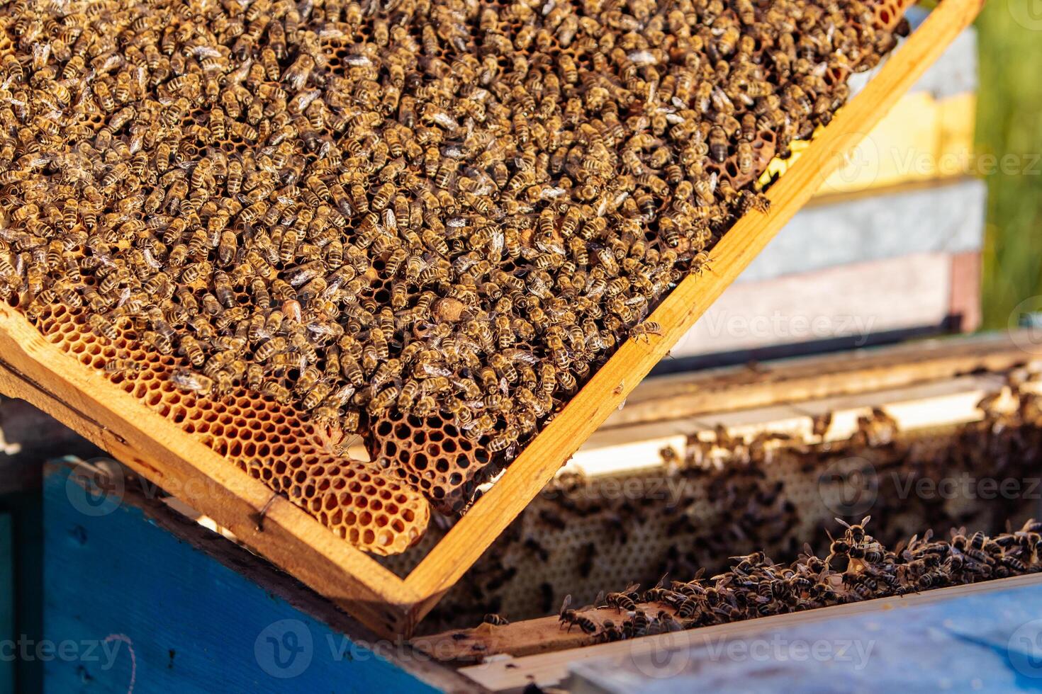 kaders van een bijenkorf. werken bijen in een bijenkorf. bijen beurt nectar in honing foto