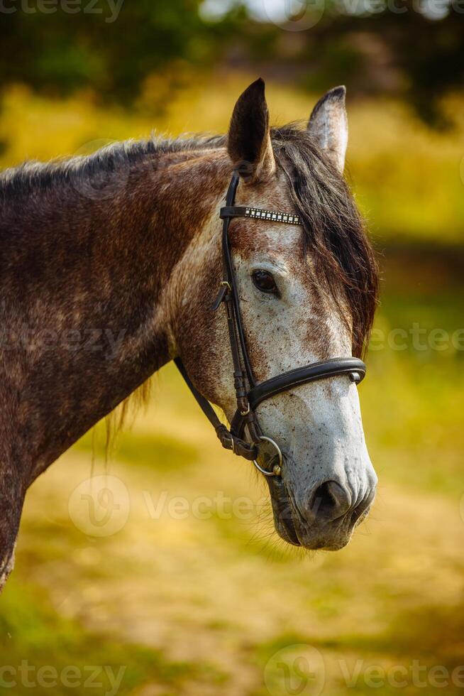 portret van een paard detailopname Aan natuur achtergrond foto