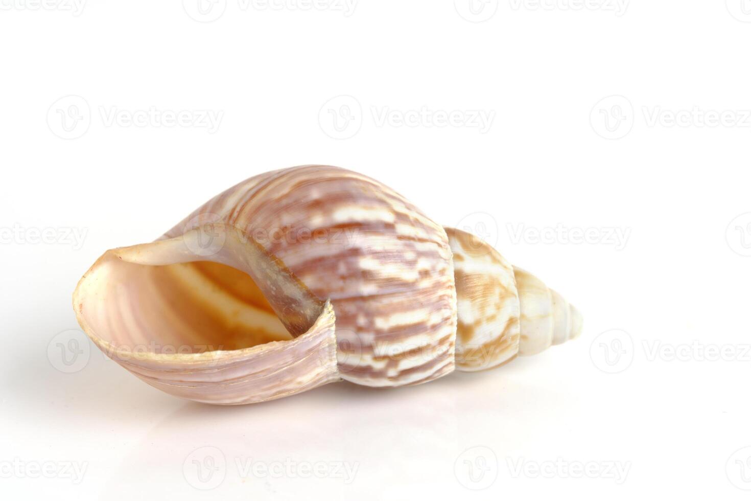 clam schelp Aan een wit achtergrond. foto