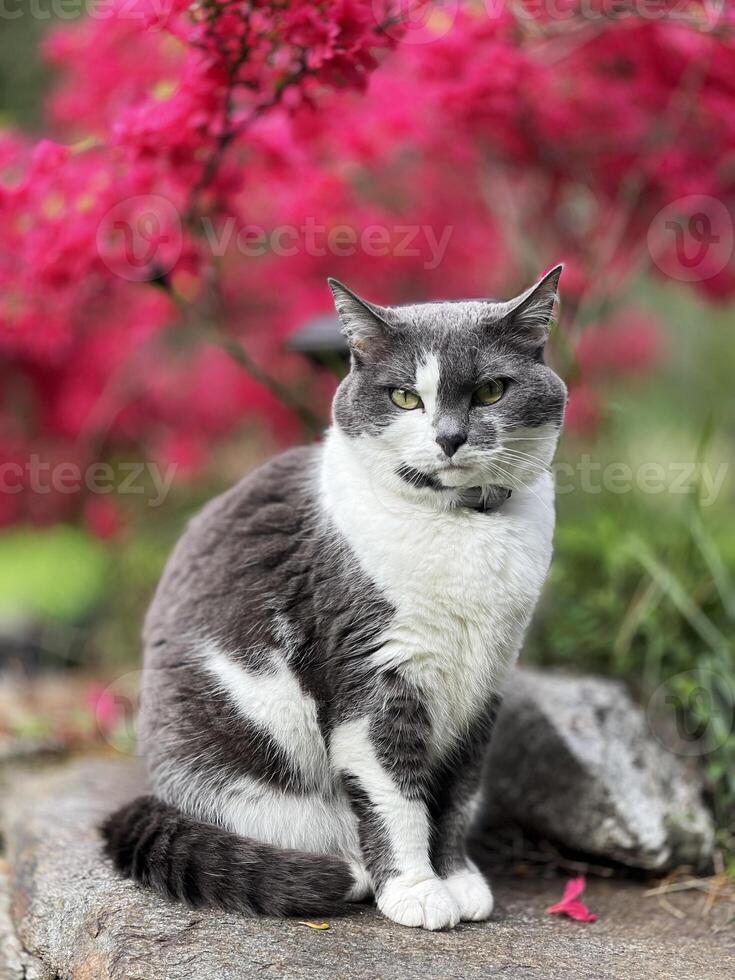 een grijs en wit kat zittend Aan een rots in voorkant van een rood boom foto