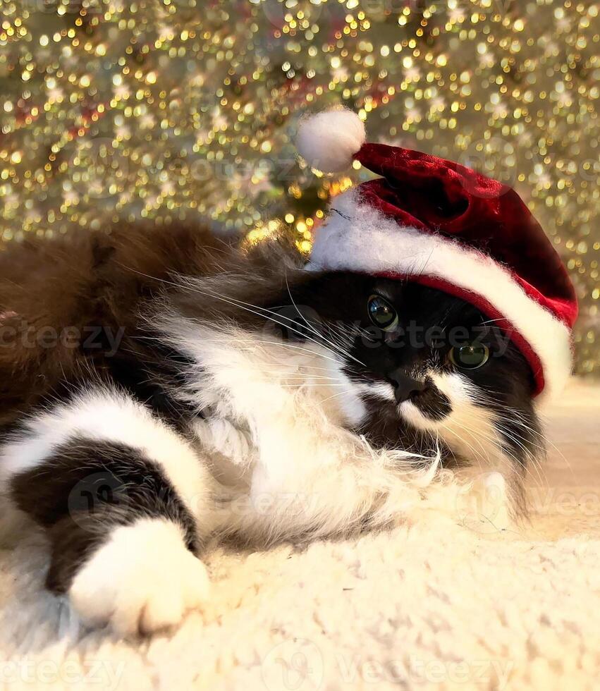 een kat vervelend een de kerstman hoed houdende Aan de verdieping foto