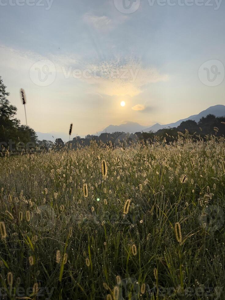 een veld- van gras met de zon instelling achter het foto
