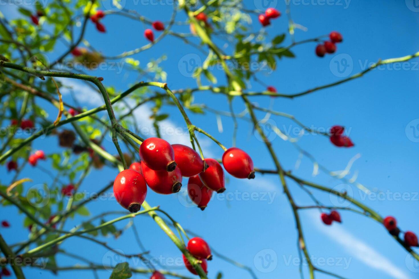 een bundel van rood bessen Aan een boom foto