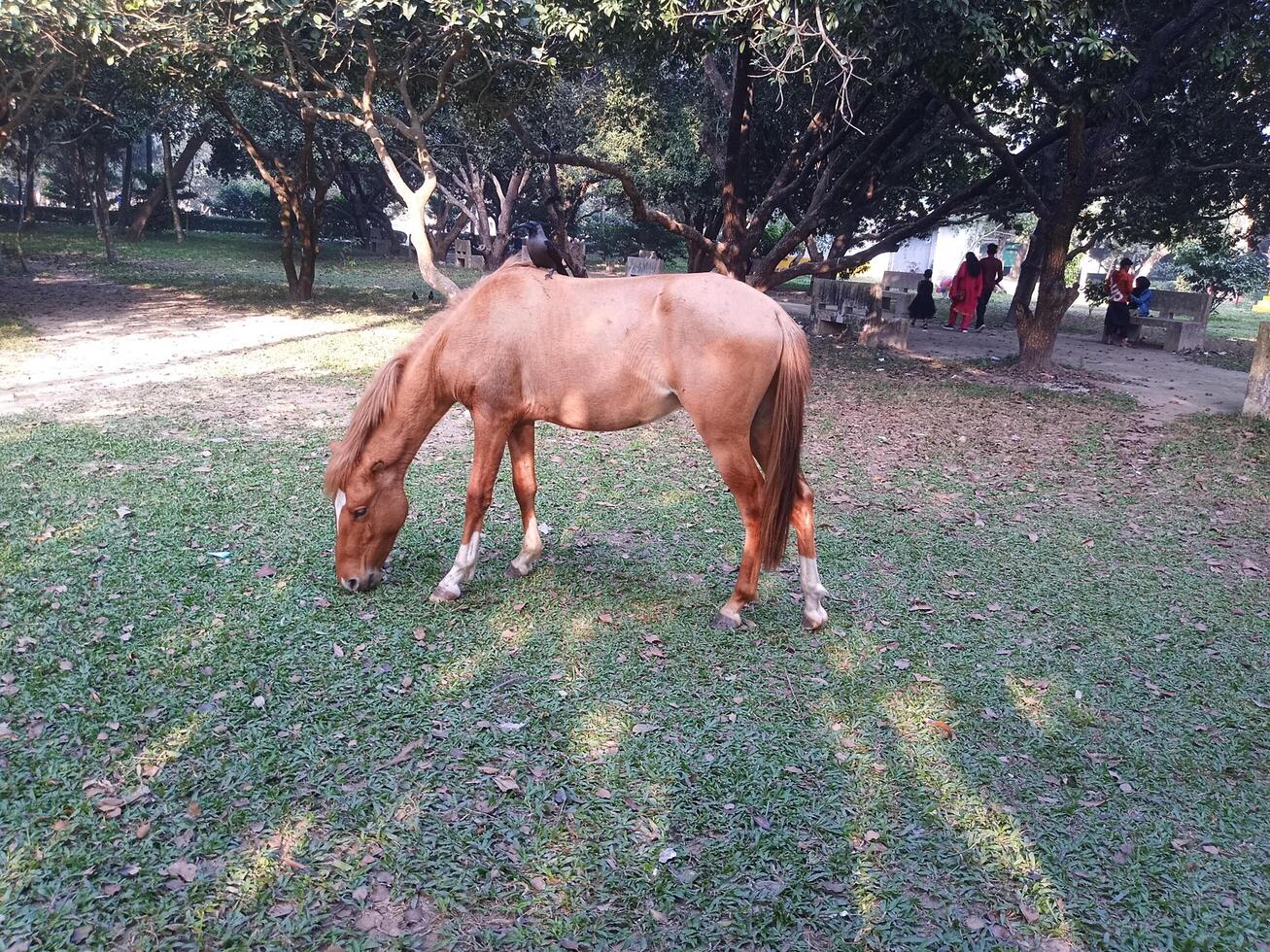 paarden eten gras foto