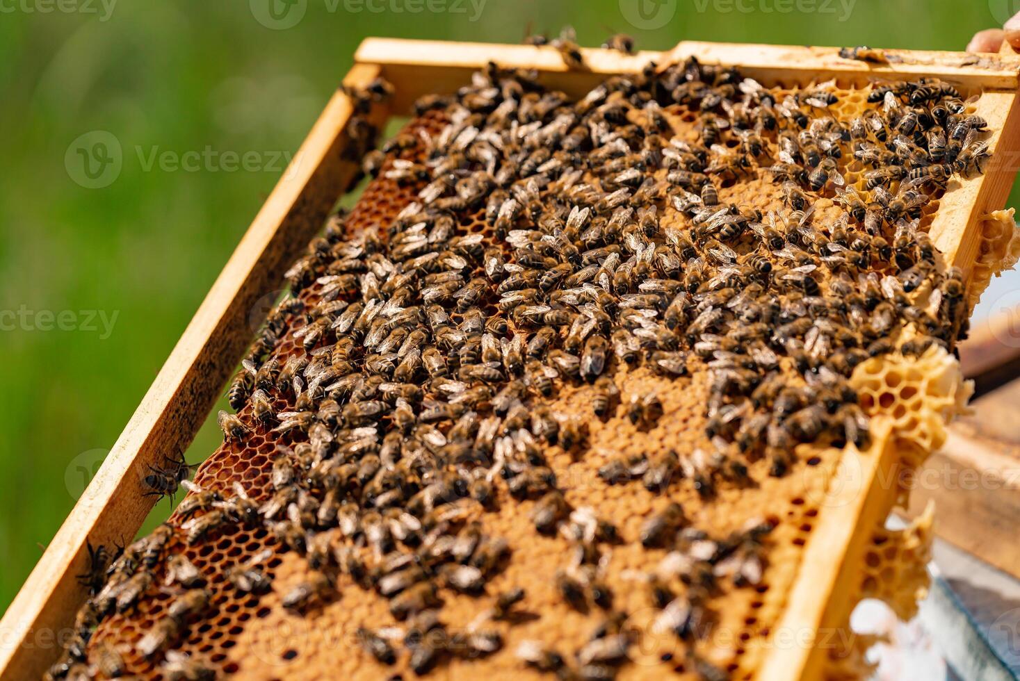 kader van honingraat met werken bijen en honing in de tuin. houten kader met bijen en bij larven. bijenstal concept. kopiëren ruimte foto