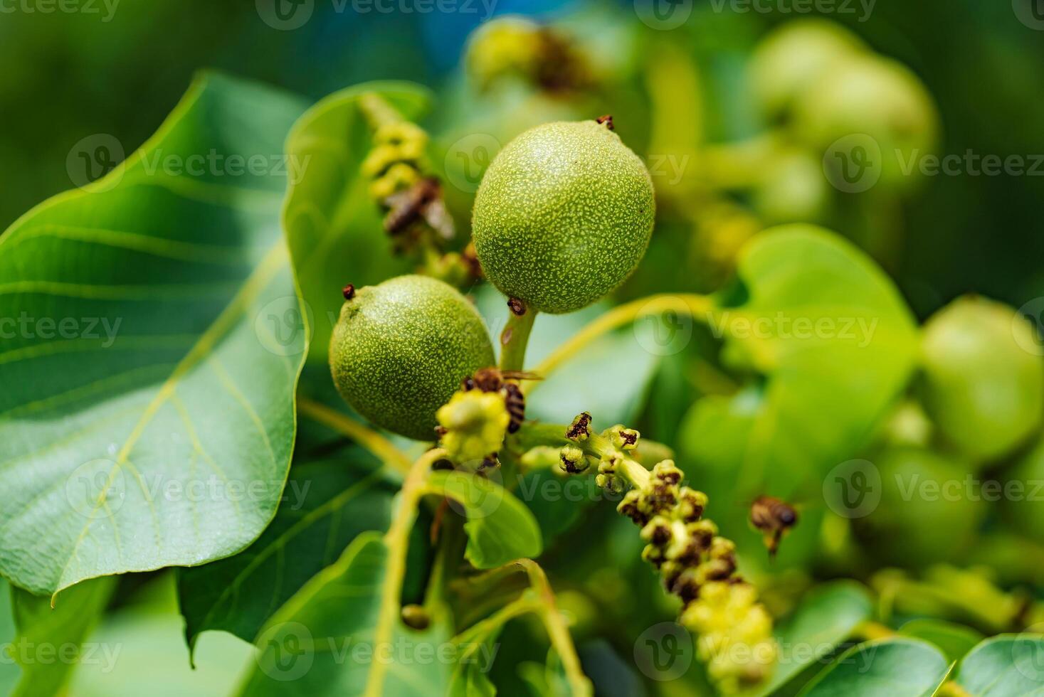 groen fruit van de okkernoot Aan de Afdeling. okkernoot boom foto