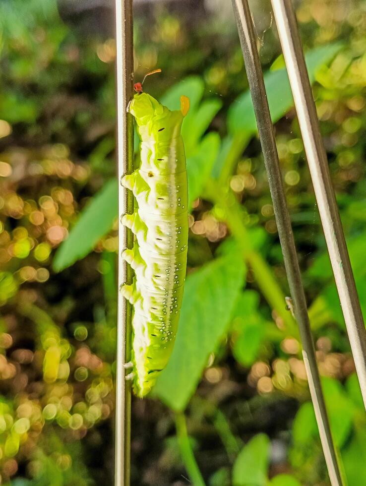 een rups- kruipen, wazig achtergrond foto