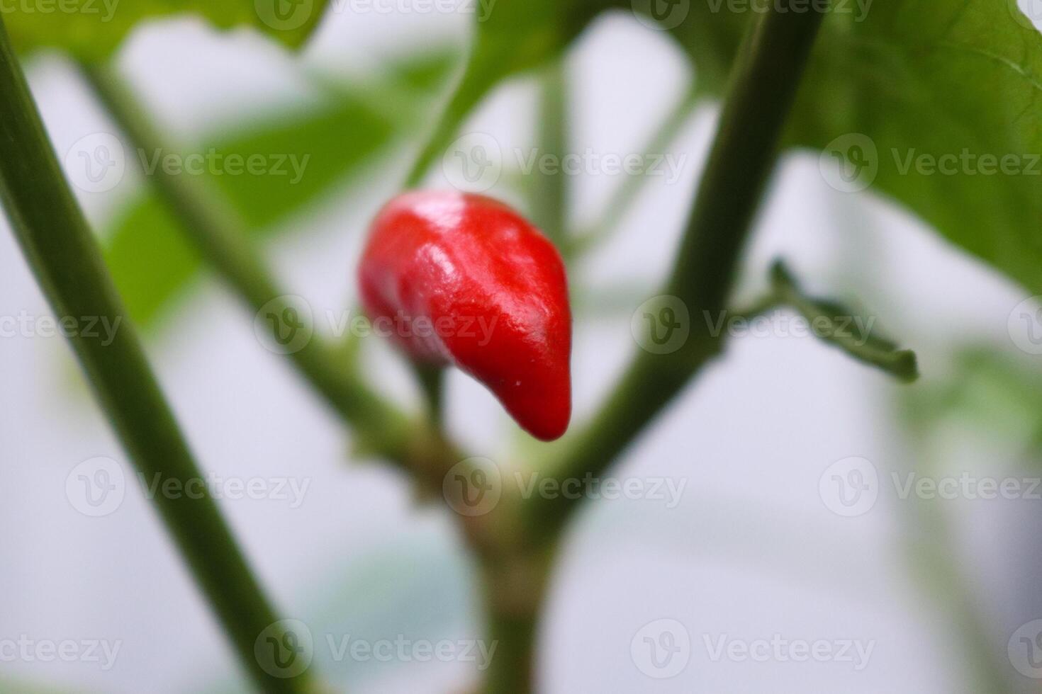 detailopname foto van fruit