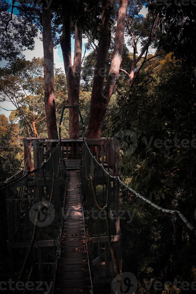 foto van ijzerhout brug, suspensie brug