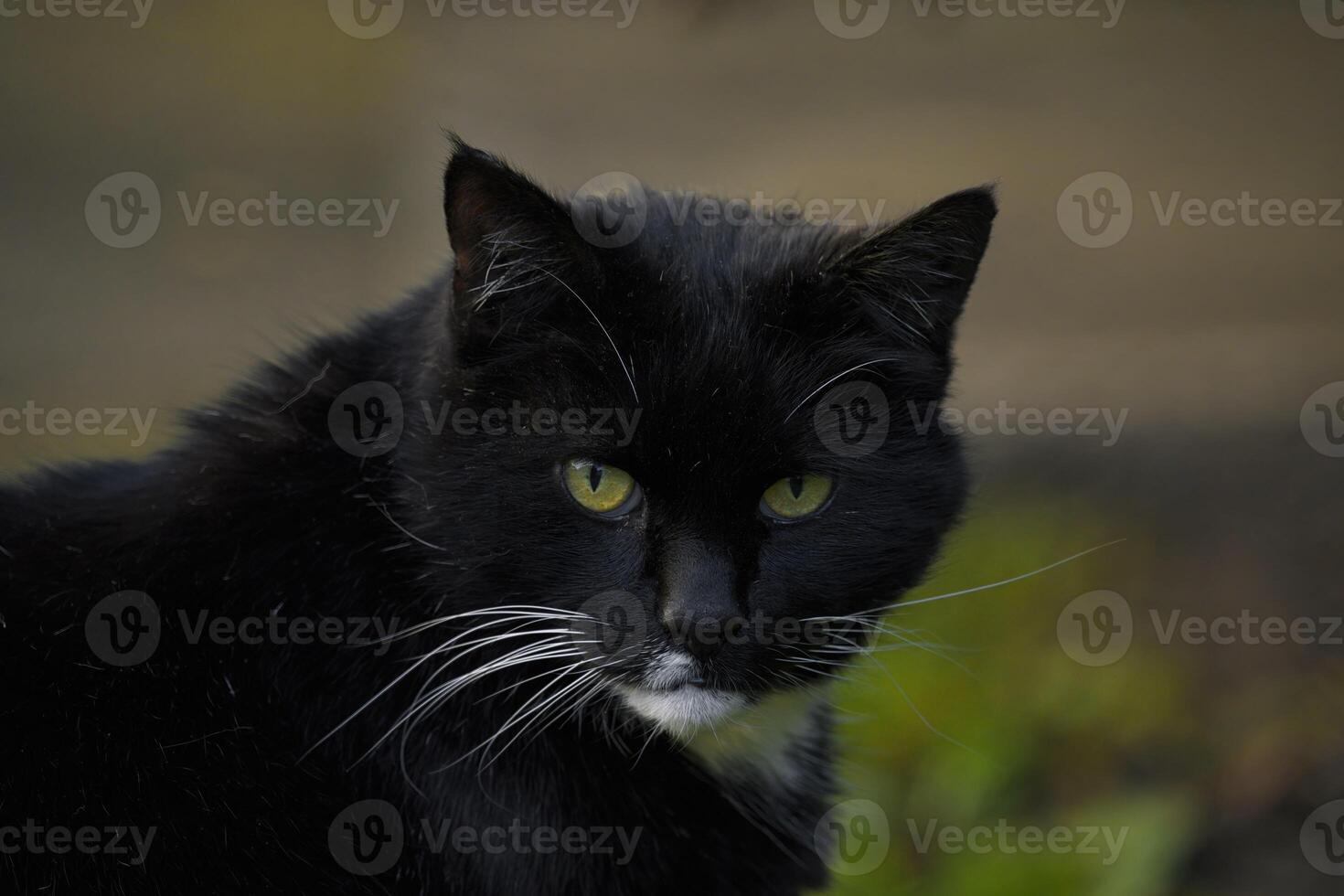 willekeurig kat foto, wit snorharen foto