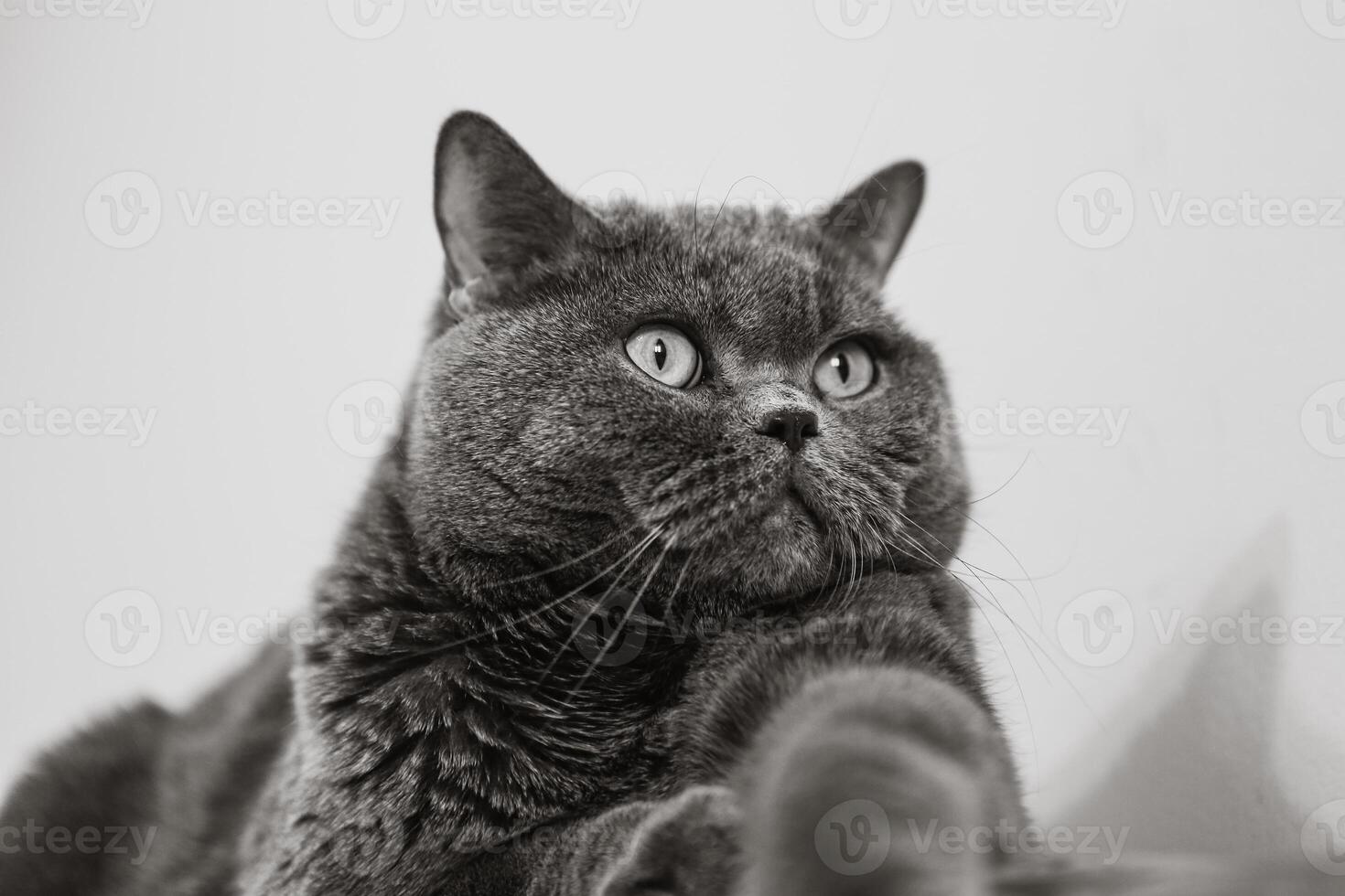 Brits kort haar kat portret Aan een wit achtergrond foto