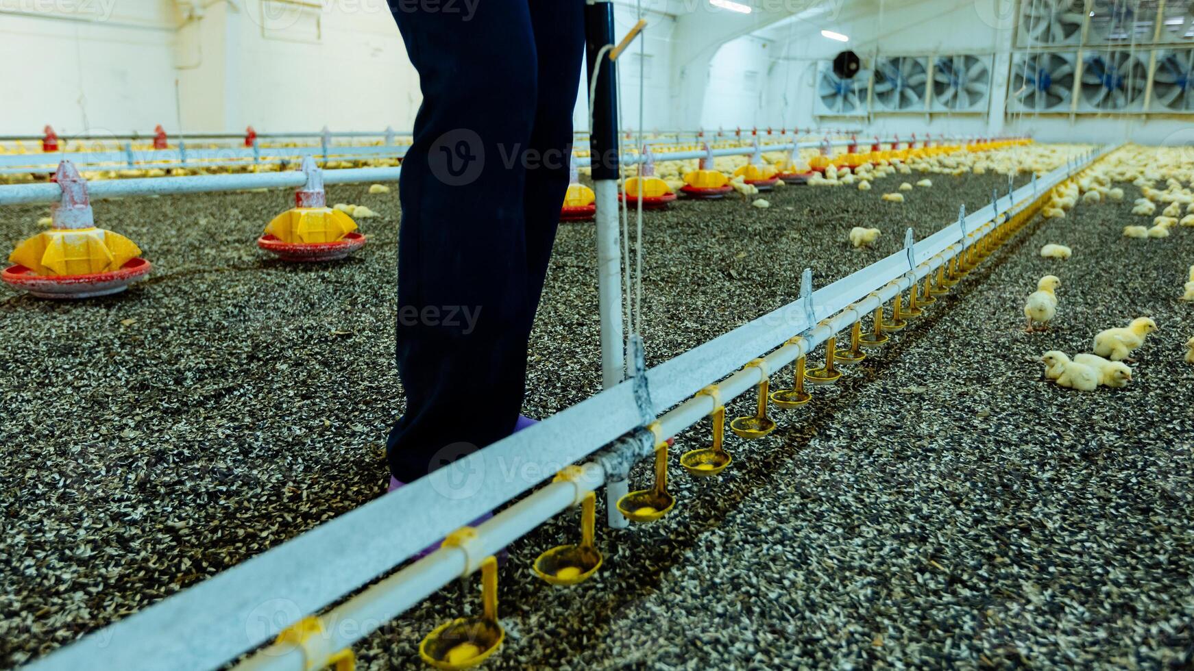 Mens is staand in de buurt kuikens voeder Aan de gevogelte boerderij. geïnnoveerd boerderij voor vleeskuikens kip binnenshuis. foto