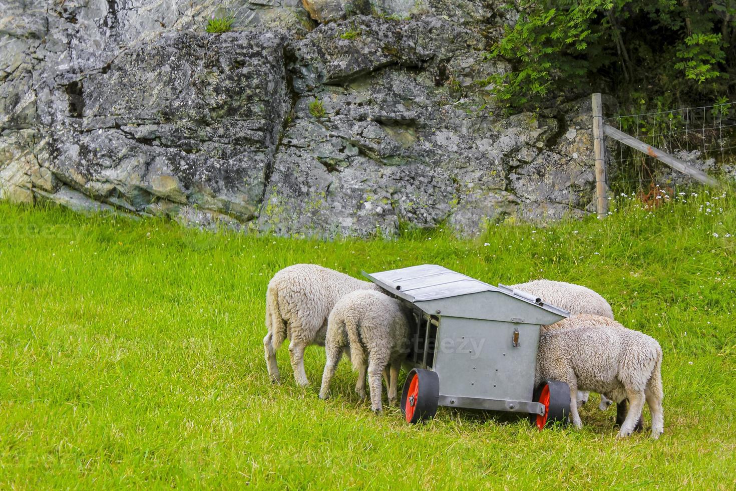 hongerige schapen eten van voerwagens in noorwegen. foto