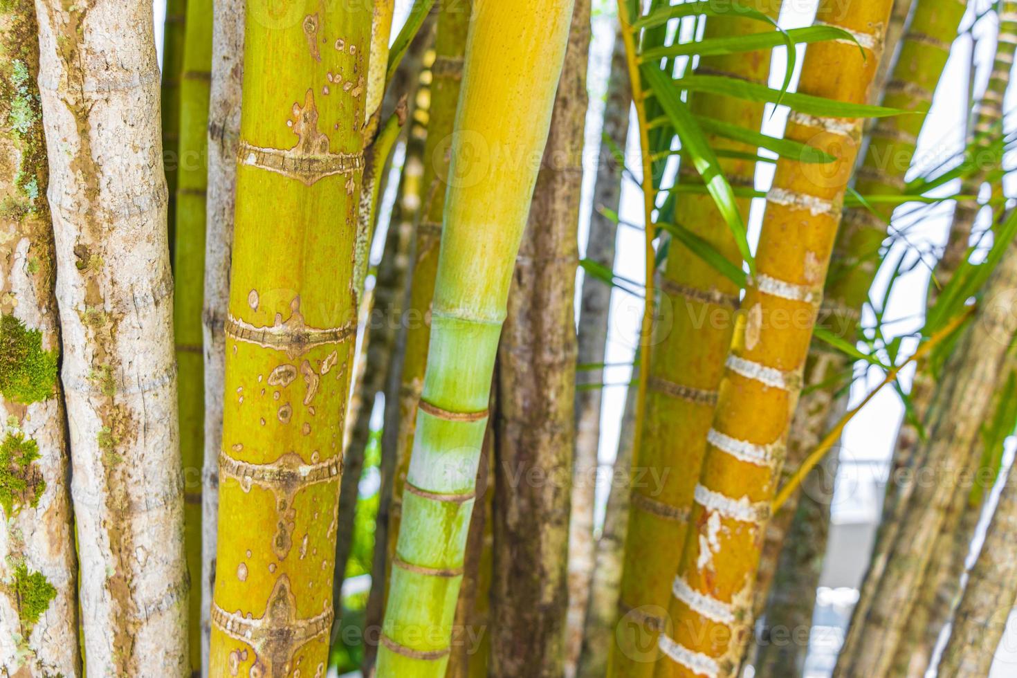 groen gele bamboe palmbomen rio de janeiro brazilië. foto