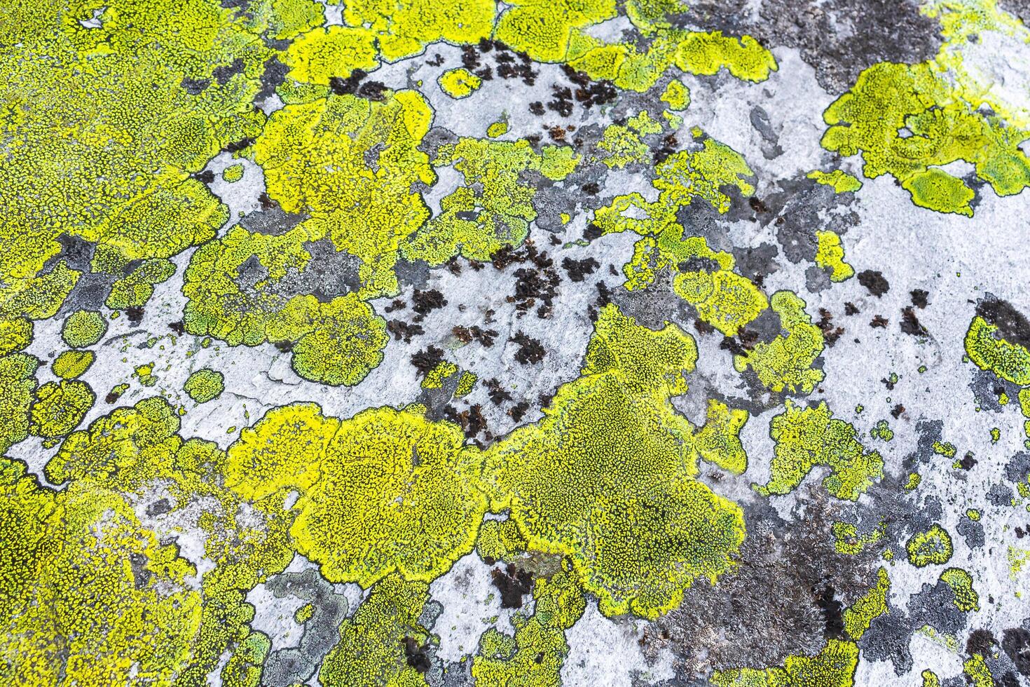 steen rots structuur patroon met groen mos en korstmos Noorwegen. foto