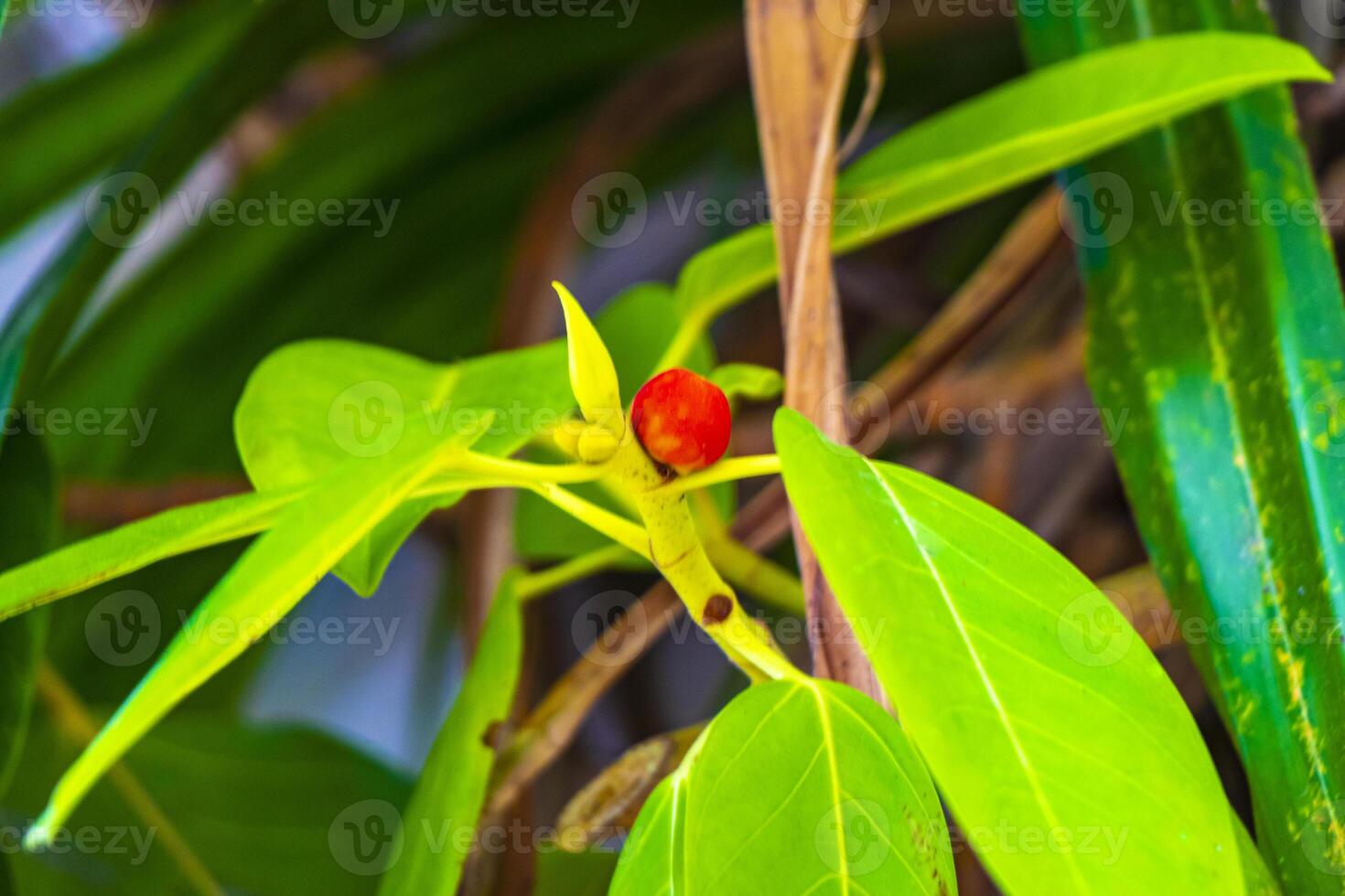 tropische groene en gele plant dieffenbachia domme riet kamerplant mexico. foto