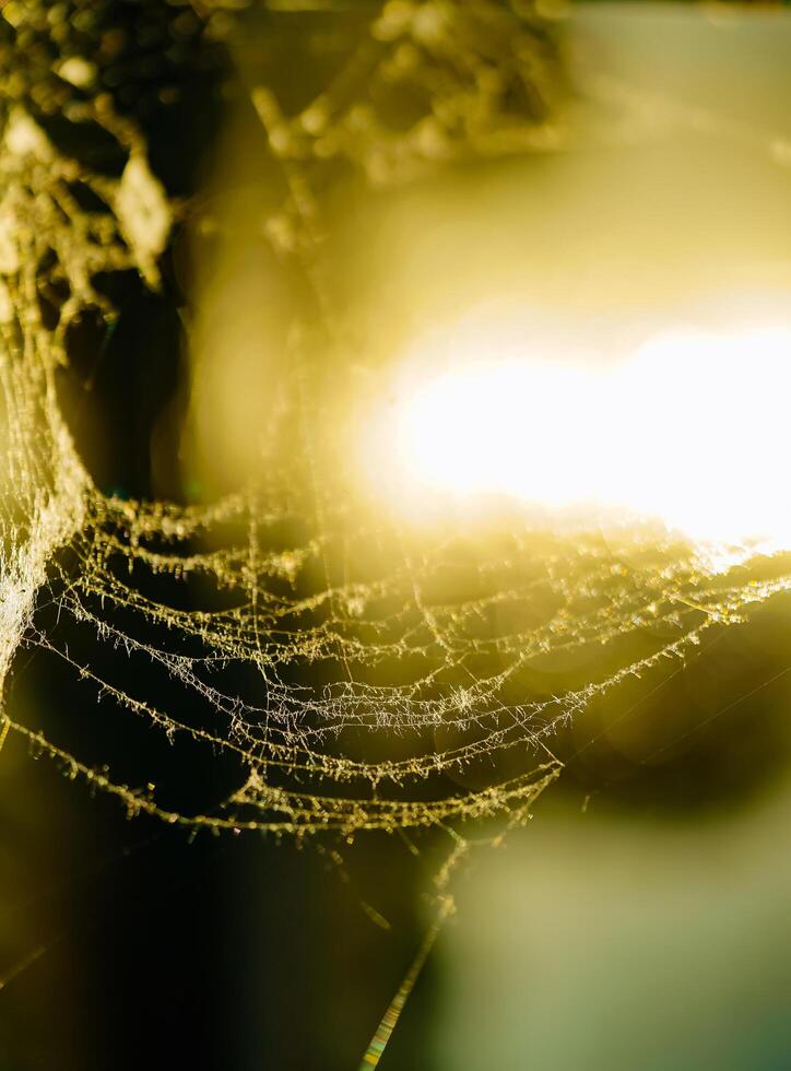 mooi spinneweb in de zonlicht. dun spinneweb in de stralen van licht. tinten en lichten van spinneweb in de bokeh effect. foto