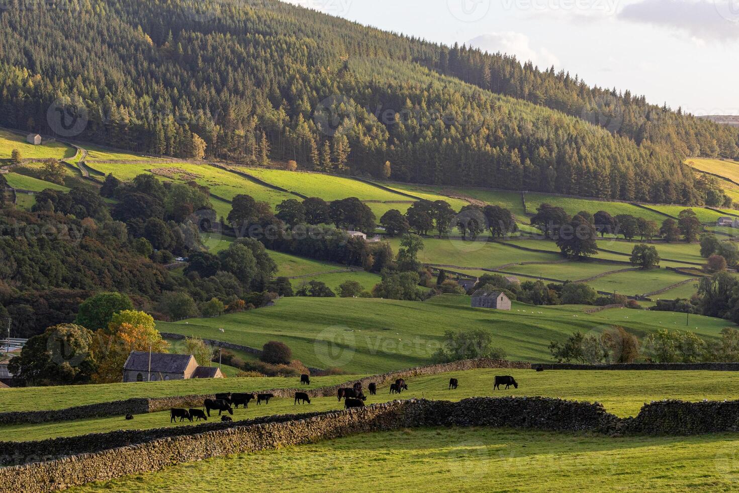 idyllisch landelijk landschap met koeien grazen, steen hekken, en rollend heuvels tegen een backdrop van bebost bergen in yorkshire dalen. foto