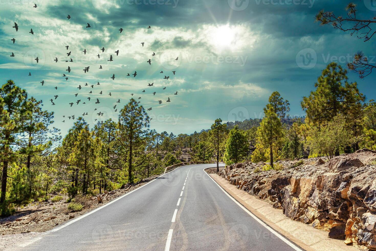 zonnig weg door een bebost landschap met vogelstand vliegend in de lucht in tenerife. foto