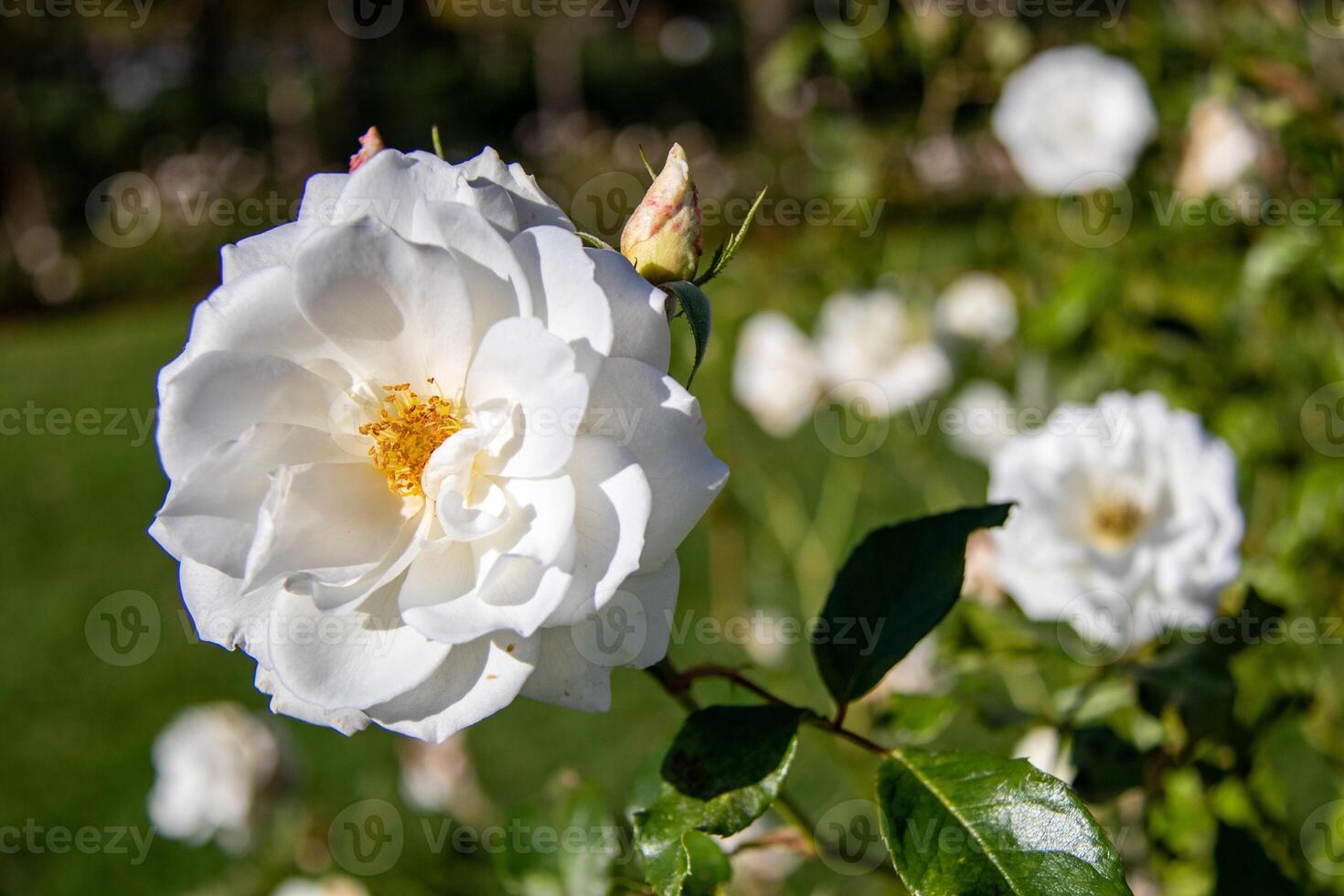 detailopname van een wit roos in bloeien met een wazig tuin achtergrond. foto