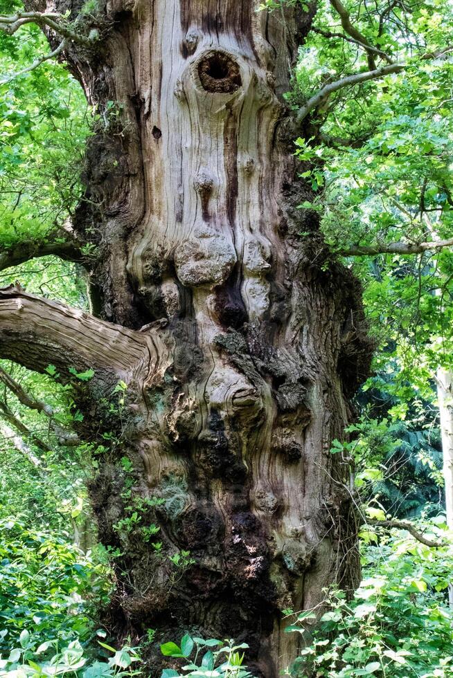 een groot boom met een gezicht Aan het foto