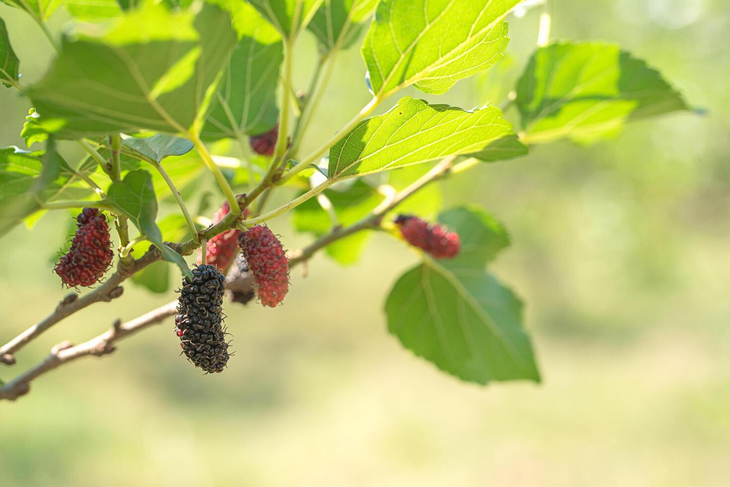 vers moerbeifruit aan boom in de natuur foto