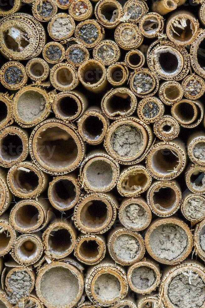 riet een een deel van een insect hotel foto