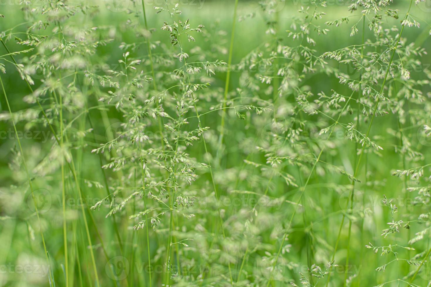 zomer bloeiend groen gras. foto