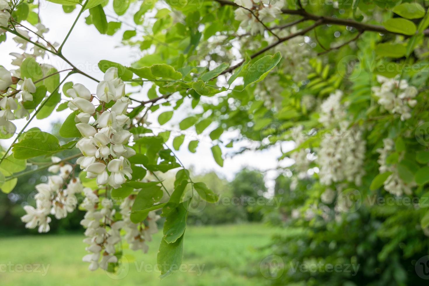 mooie bloemen van witte acacia. zomer thema. foto