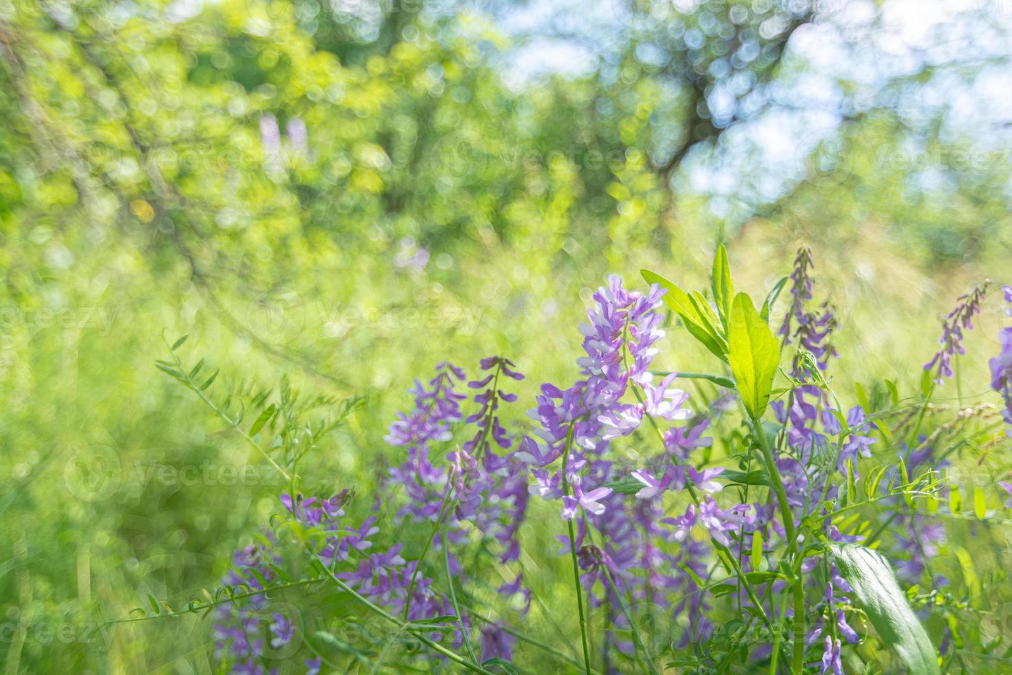 wikke bloemen zaaien in de tuin. foto