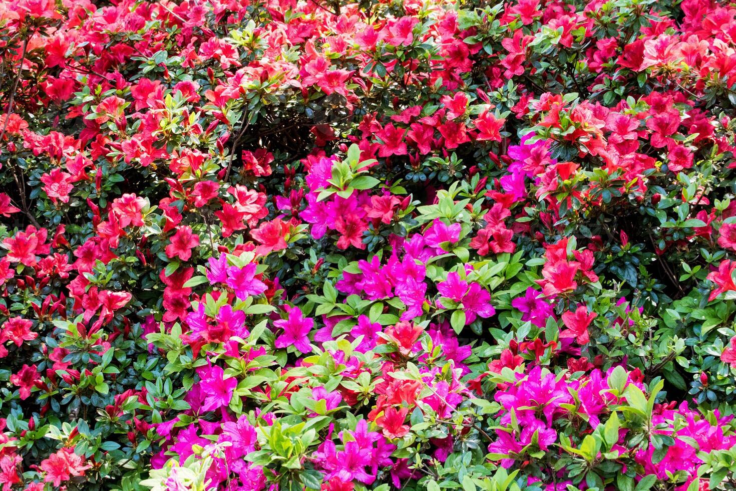 kleurrijk bougainvillea bloemen in vol bloeien, creëren een levendig natuurlijk achtergrond. foto