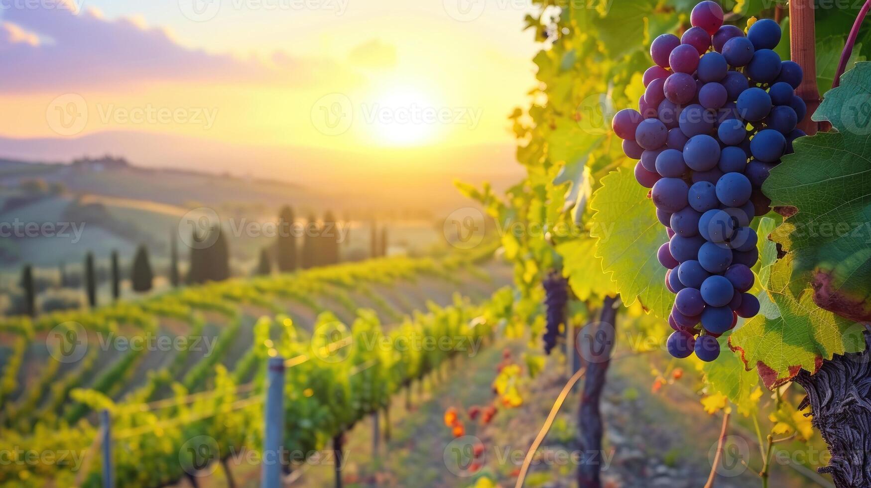 ai gegenereerd rijp druiven koesteren in de zonsondergang gloed van een wijngaard in Toscane, Italië, ai gegenereerd. foto