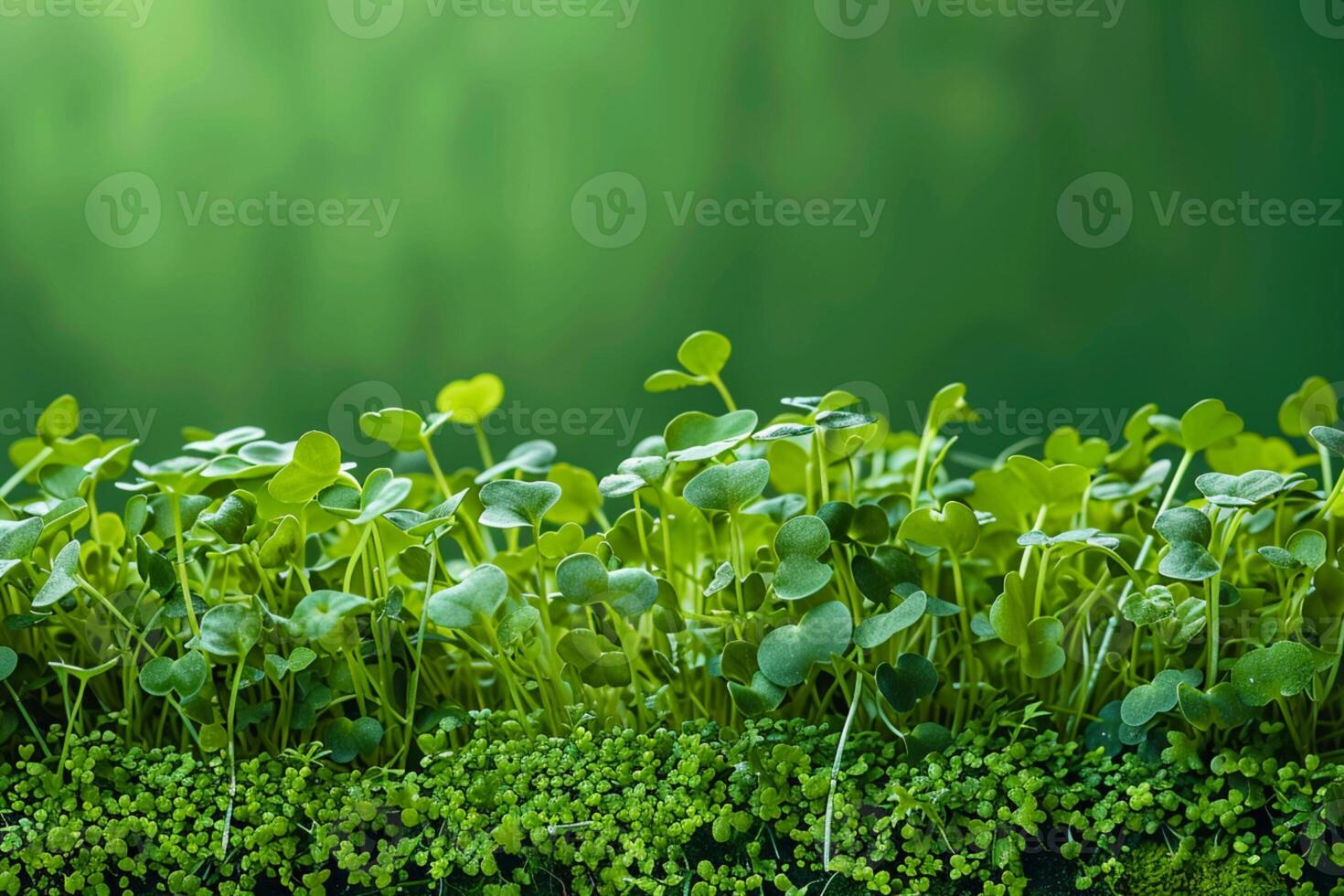 ai gegenereerd vers en levendig microgreens weergegeven Aan een levendig groen oppervlakte foto