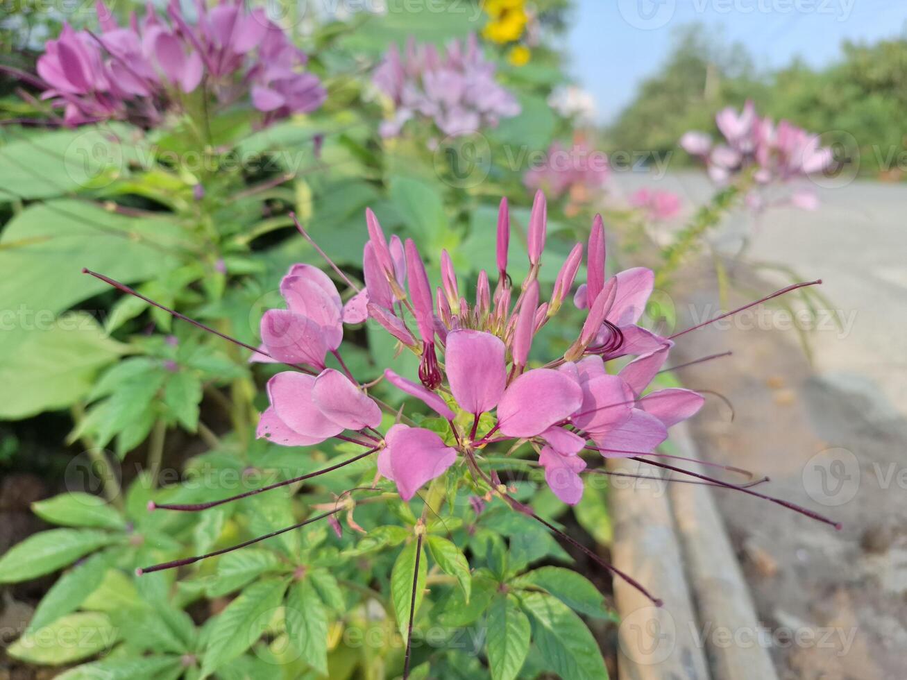 afbeelding van Purper bloemen in de park foto