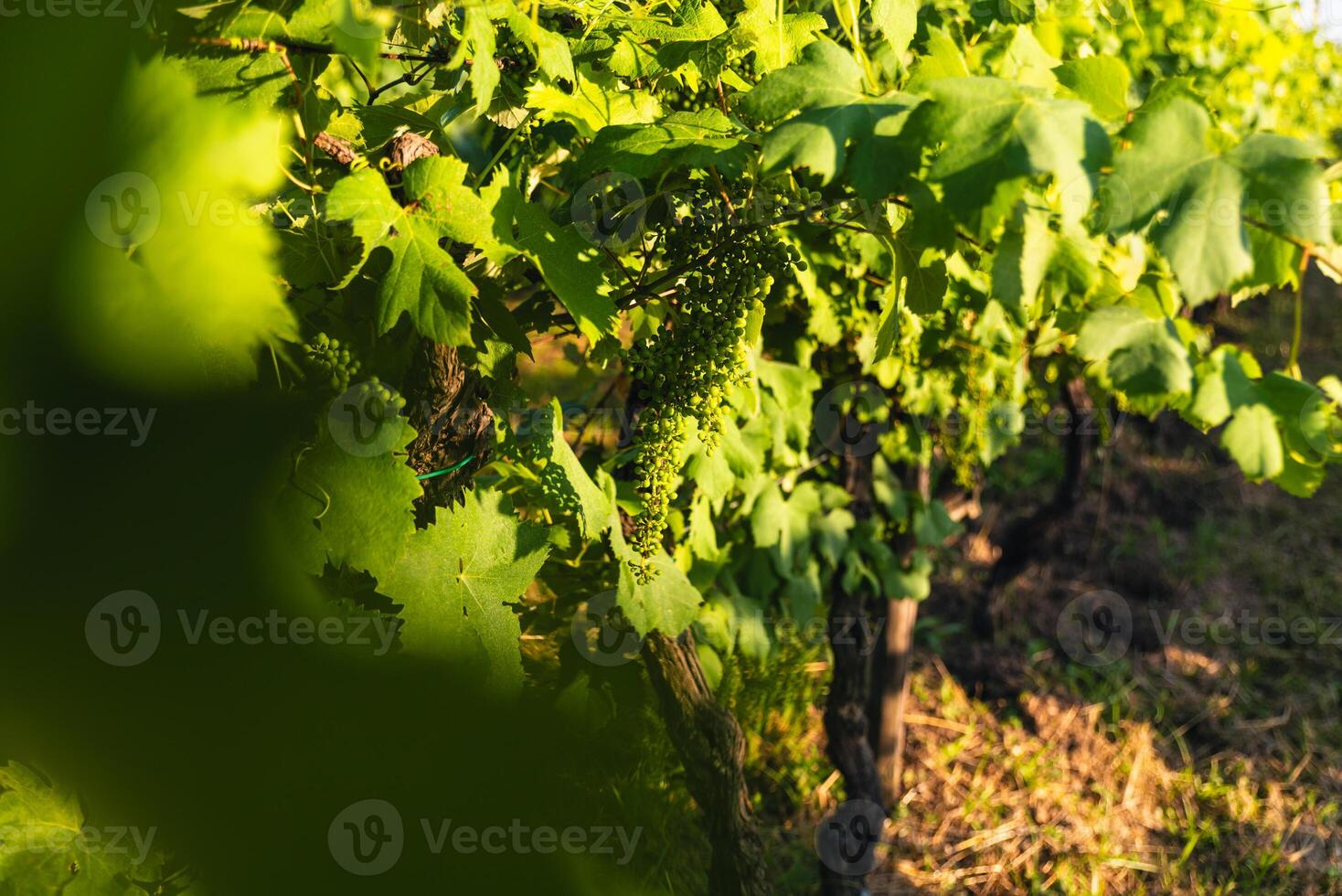 wijngaard met trossen van groen druiven foto