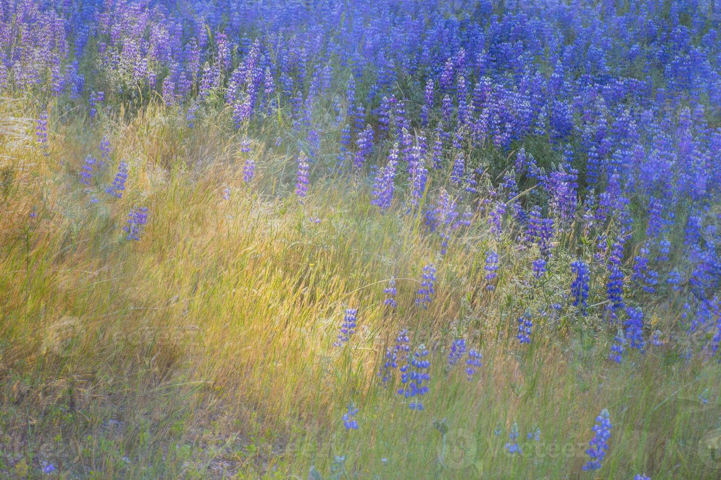 paarse lupine medley foto