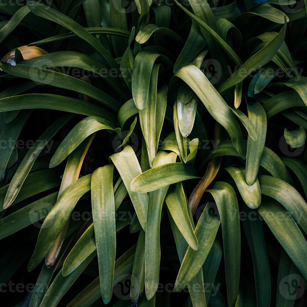 groen fabriek bladeren in de tuin in lente, groen achtergrond foto