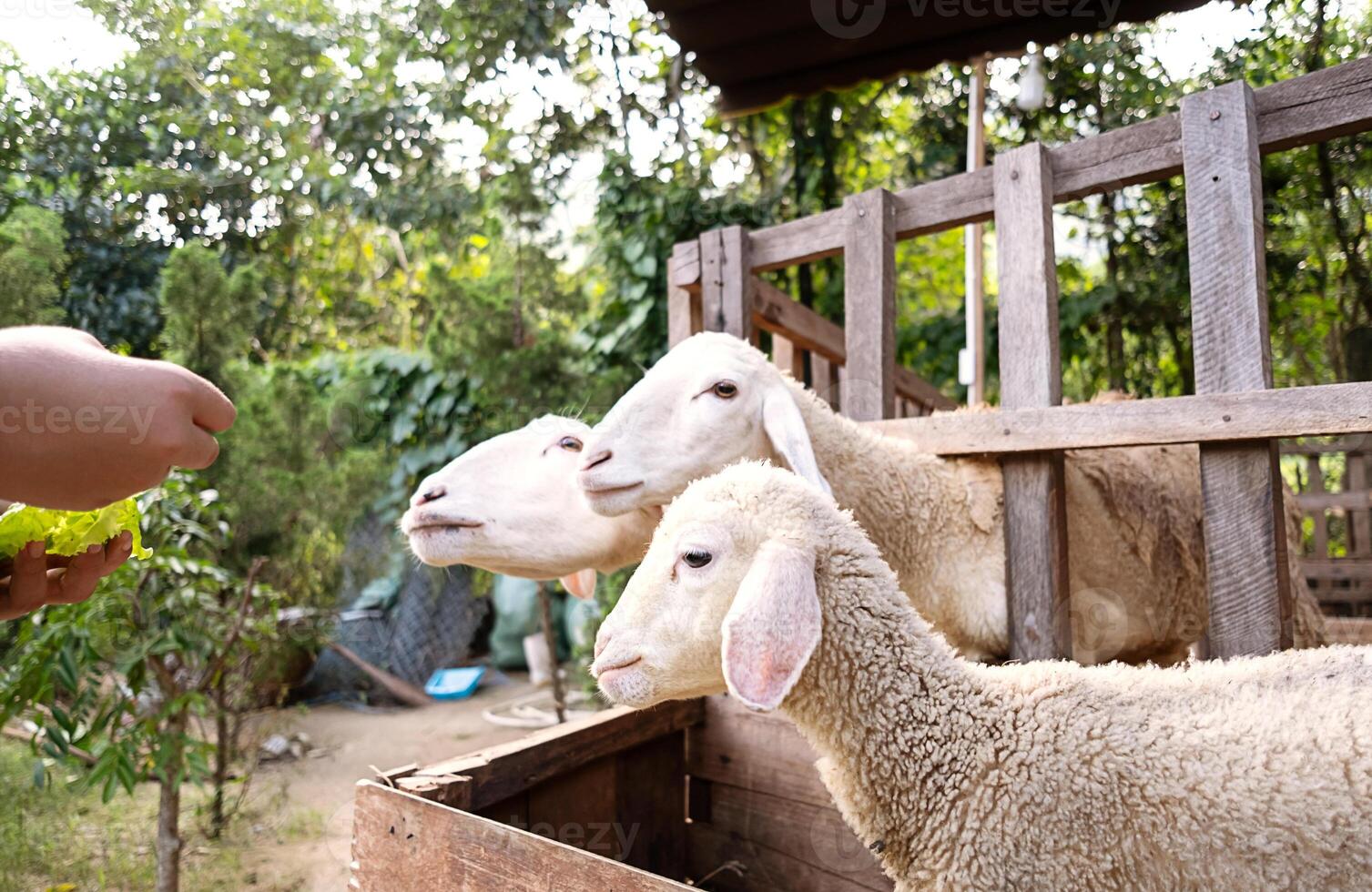 vrouw voeden schapen in schaapskooi. foto