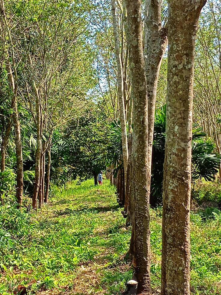 weelderig rubber plantages in zuidelijk Thailand foto