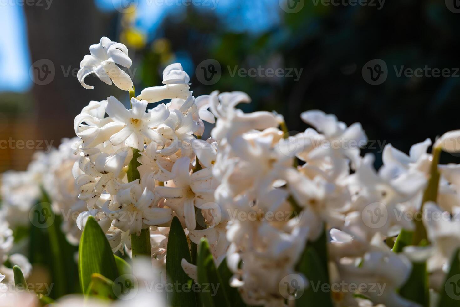 dichtbij omhoog visie van wit hyacinten in de de lente. foto