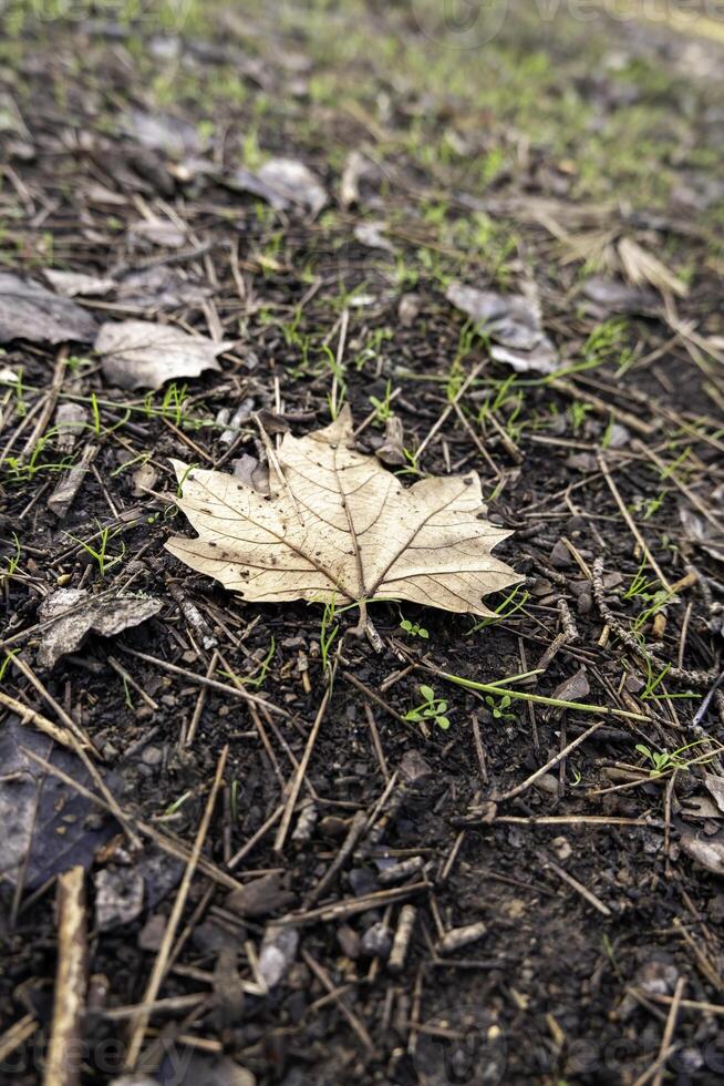droog blad in herfst foto