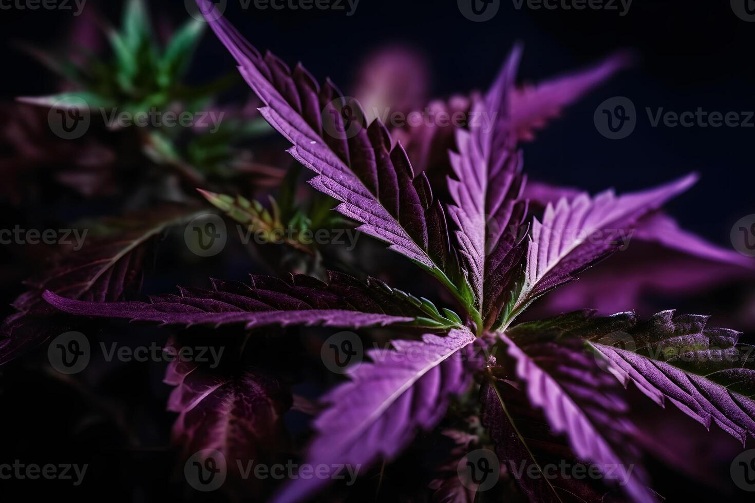 ai gegenereerd Purper hennep blad Aan een donker achtergrond. neurale netwerk ai gegenereerd foto